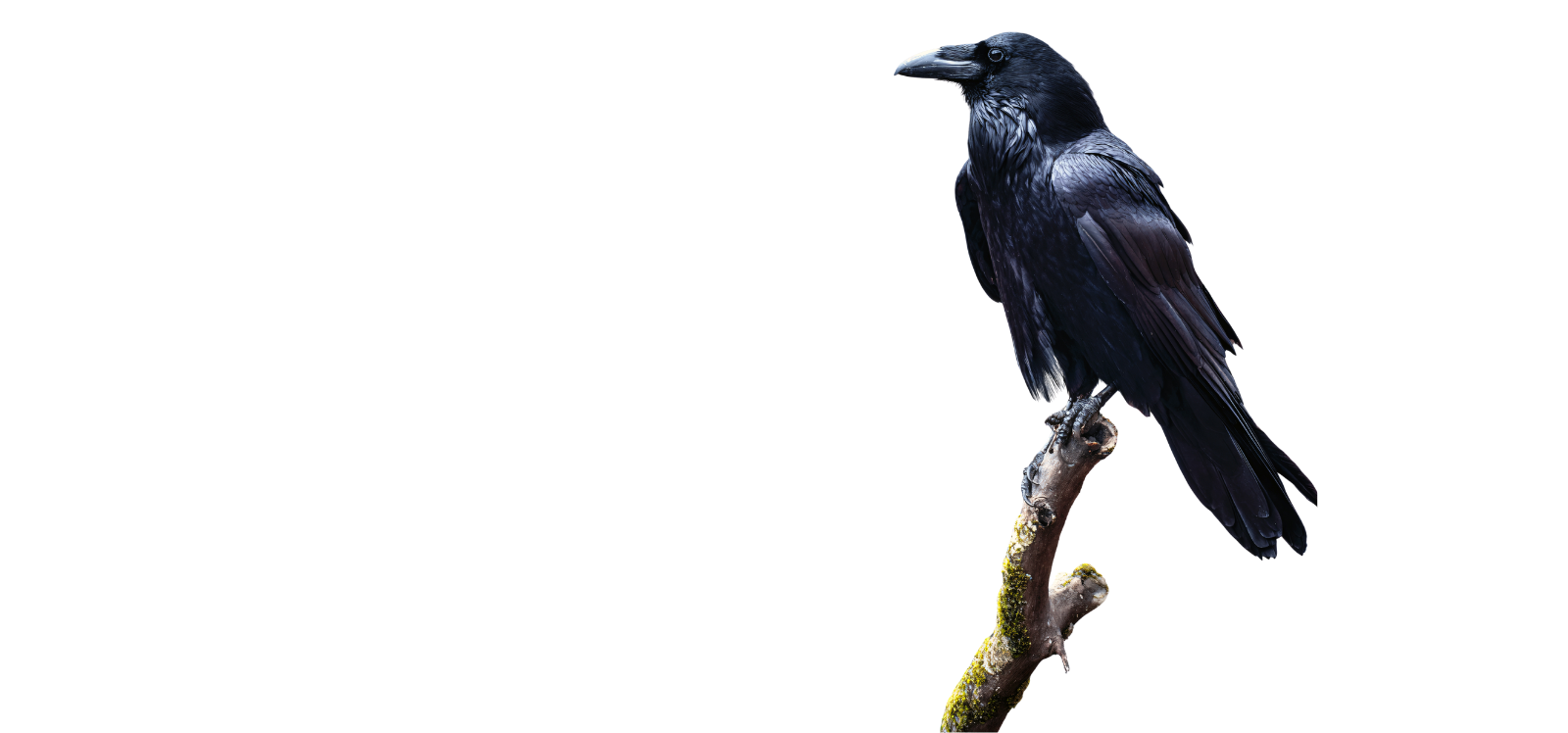 Untitled design (31)